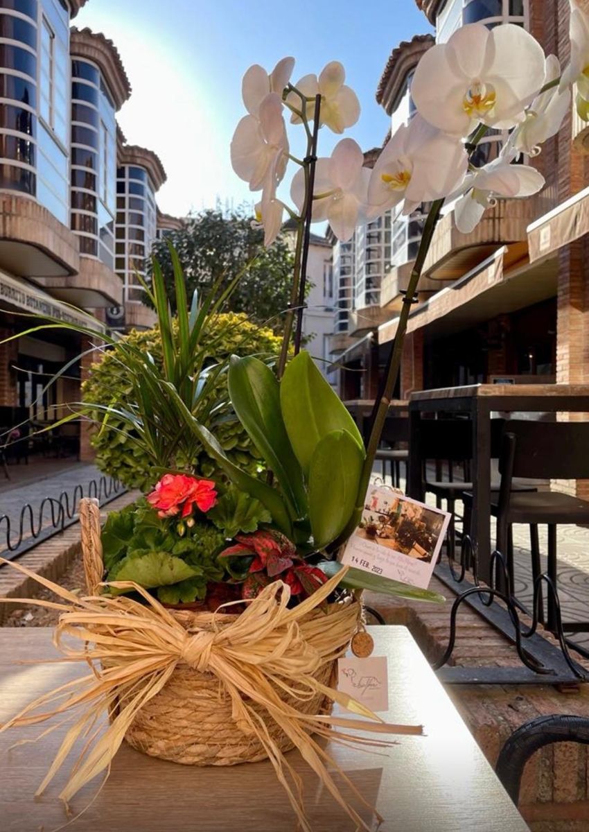 Cesta de rafia con orquídea blanca y planta de temporada